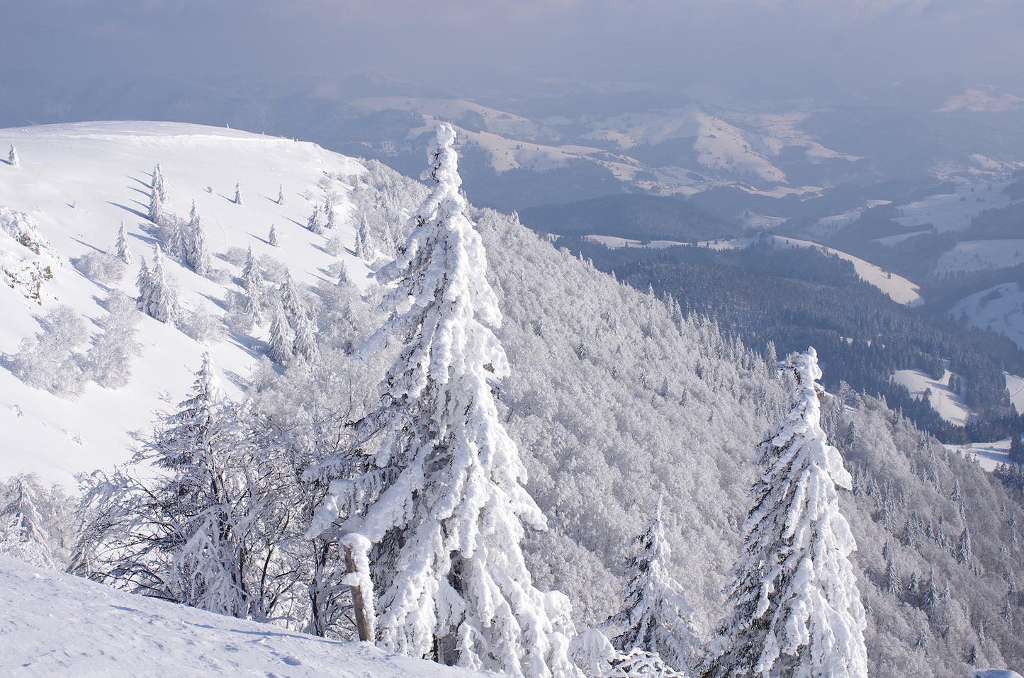 Schneebedeckte Landschaft mit Bergen und Tannen